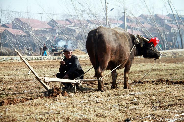 公牛骑走路边摩托车,公牛骑走路边摩托车图片