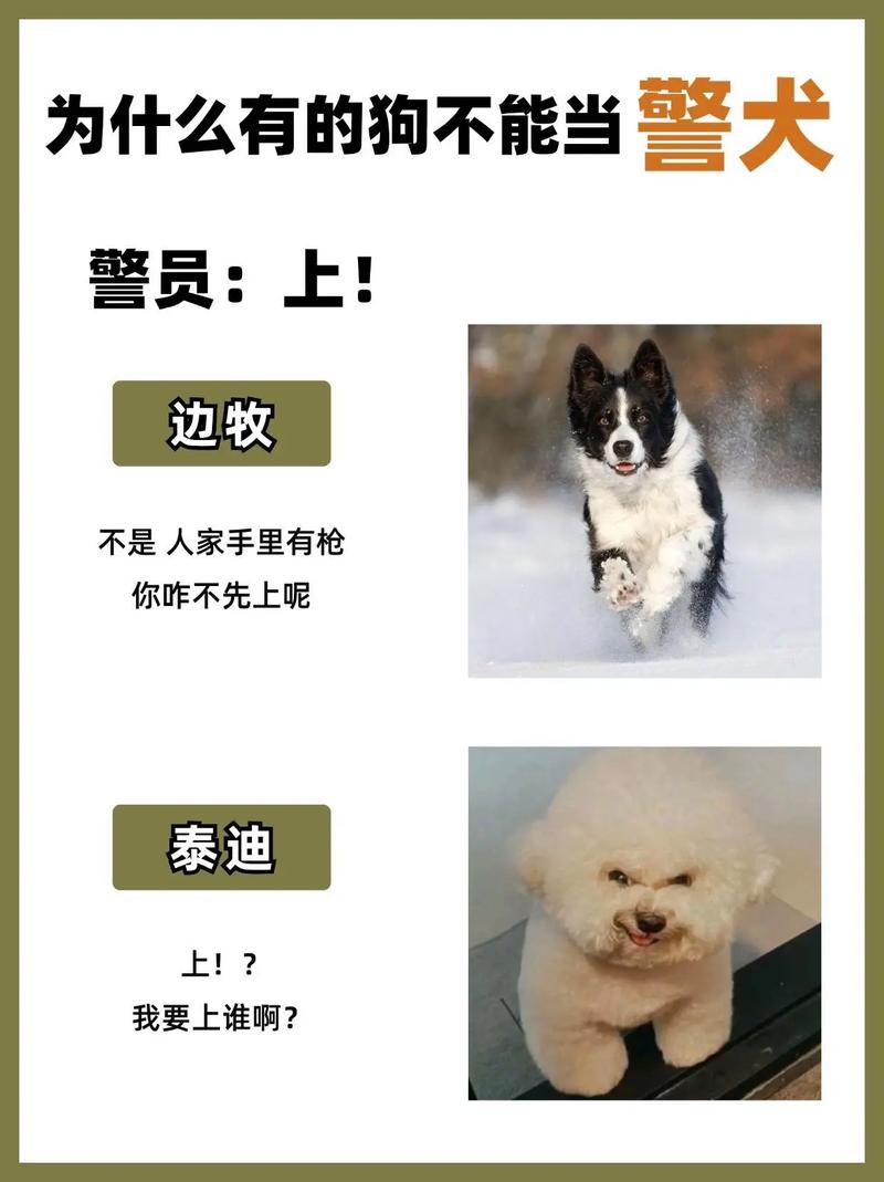 带导盲犬住全季被拒,带导盲犬住酒店遭拒